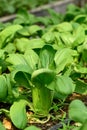 Bok choy plant growing in organic vegetable garden using drip Irrigation Royalty Free Stock Photo