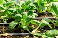 Bok choy plant growing in organic vegetable garden using drip Irrigation Royalty Free Stock Photo