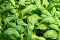 Bok choy plant growing in organic vegetable garden Royalty Free Stock Photo