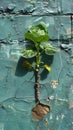 Bok Choy Sprouting From Adrenal Gland on Urban Wall