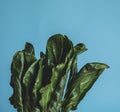 Bok choy vegetable on blue background Royalty Free Stock Photo