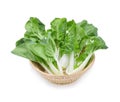Bok choy vegetable isolated on white background Royalty Free Stock Photo