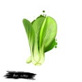 Bok choy vegetable isolated on white. Hand drawn illustration of pak choi type of Chinese cabbage. Organic food. Digital art with