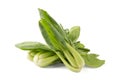 Bok choy vegetable on the white background. Royalty Free Stock Photo