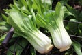 Bok choy in a wild garlic field Royalty Free Stock Photo