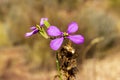 Boke of pair of small pink flowers in the mountain