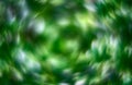 Bokeh Abstract photo- holy tree leaves