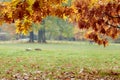 Bokeh background bordered with autumn leaves Royalty Free Stock Photo