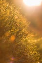 bokeh background from nature under tree shade Royalty Free Stock Photo