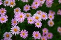 Bokeh background of pink colored Daisy flowers