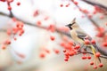 bokeh background with waxwing eating bright berry