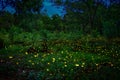 Bokeh of bioluminescence or flashing light of Swarm Fireflies, Firefly flying in forest twilight time. Overview of magical secret