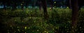 Bokeh of bioluminescence or flashing light of Swarm Fireflies, Firefly flying in forest twilight time. Overview of magical secret