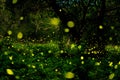 Bokeh of bioluminescence or flashing light of Swarm Fireflies, Firefly flying in forest twilight time. Overview of magical secret