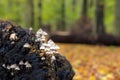 Small white mushrooms (Clustered Bonnet) on a piece of tree trunk in the forest of Heiloo. The tree trunk is surrounded by fallen Royalty Free Stock Photo