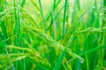 Ã Â¸â¢Bokeh of dew drops on a grain of rice in a field in the morning.soft focus Royalty Free Stock Photo