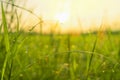 Bokeh of dew drops on green grass fields in rural areas of Thailand With the morning sun light.soft focus Royalty Free Stock Photo