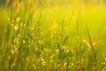 Bokeh of dew drops on green grass fields in rural areas of Thailand With the morning sun light.soft focus Royalty Free Stock Photo