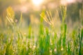 Bokeh of dew drops on green grass fields in rural areas of Thailand With the morning sun light.soft focus. Royalty Free Stock Photo