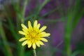 bokeh effect of flower in the field with yellow petals