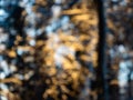 Bokeh effect and purposely blurred view of sunlight shining through trees with light blue sky Royalty Free Stock Photo