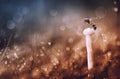 Bokeh end Wasp,art.artistick Royalty Free Stock Photo