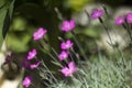 Bokeh Flower Background. Spring Garden. Colorful Royalty Free Stock Photo