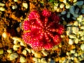 Closeups plant macro shots Royalty Free Stock Photo