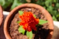 Closeups plant macro shots Royalty Free Stock Photo