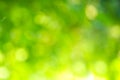 Bokeh green background of nature.