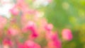 Bokeh image abstract blurred backgrounds from pink flower blossom and green leaves Royalty Free Stock Photo