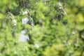 Bokeh image of wedding moment, bridegroom and bride in nature background Royalty Free Stock Photo