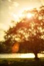 Bokeh leaf with sunlight