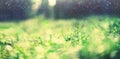 Bokeh light from sun through leaves in forest. Blur green abstract background. Banner. Wild nature. Royalty Free Stock Photo