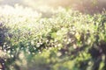 Bokeh light from sun through leaves in forest. Blur green abstract background. Banner. Wild nature. Royalty Free Stock Photo