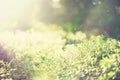 Bokeh light from sun through leaves in forest. Blur green abstract background. Banner. Wild nature. Royalty Free Stock Photo