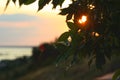 Bokeh lights. A ray of sunshine makes its way through the green foliage of a tree