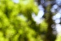Bokeh natural green blurred background. Park with trees on a sunny summer day. Royalty Free Stock Photo