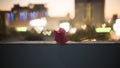 Bokeh photo of a red Paperflower on old blue wall,  blurred red, yellow and white hearts light, shape of shiny lights from the Royalty Free Stock Photo