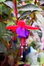 A bokeh photogragh of a beautiful pink and purple fushsia flowers growing in the garden amongst the green leaves