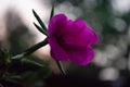 bokeh picture of Awesome Purple flower in the garden