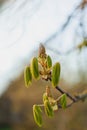 Chestnut unfurling new leaves during an early spring with soft, ephemeral light