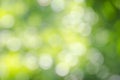 Bokeh, reflections, daytime leaves in the garden