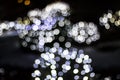 Bokeh of Seasonal Lights