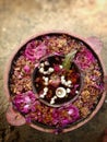 Bokeh shot of round welcome pot is kept at the entrance of the house for positive energy and decorated with rose leaves.