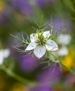 Bokeh, soft spring background of Nigella damascena flower in a spring bloom garden Royalty Free Stock Photo