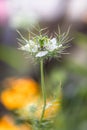 Bokeh, soft spring background of Nigella damascena flower in a spring bloom garden Royalty Free Stock Photo