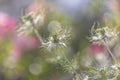 Bokeh, soft spring background of Nigella damascena flower in a spring bloom garden Royalty Free Stock Photo