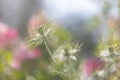 Bokeh, soft spring background of Nigella damascena flower in a spring bloom garden Royalty Free Stock Photo