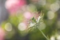 Bokeh, soft spring background of Nigella damascena flower in a spring bloom garden Royalty Free Stock Photo